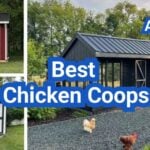Best Chicken Coops in the U.S.: A Buyer’s Guide by Flock Size
