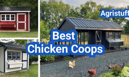 Best Chicken Coops in the U.S.: A Buyer’s Guide by Flock Size