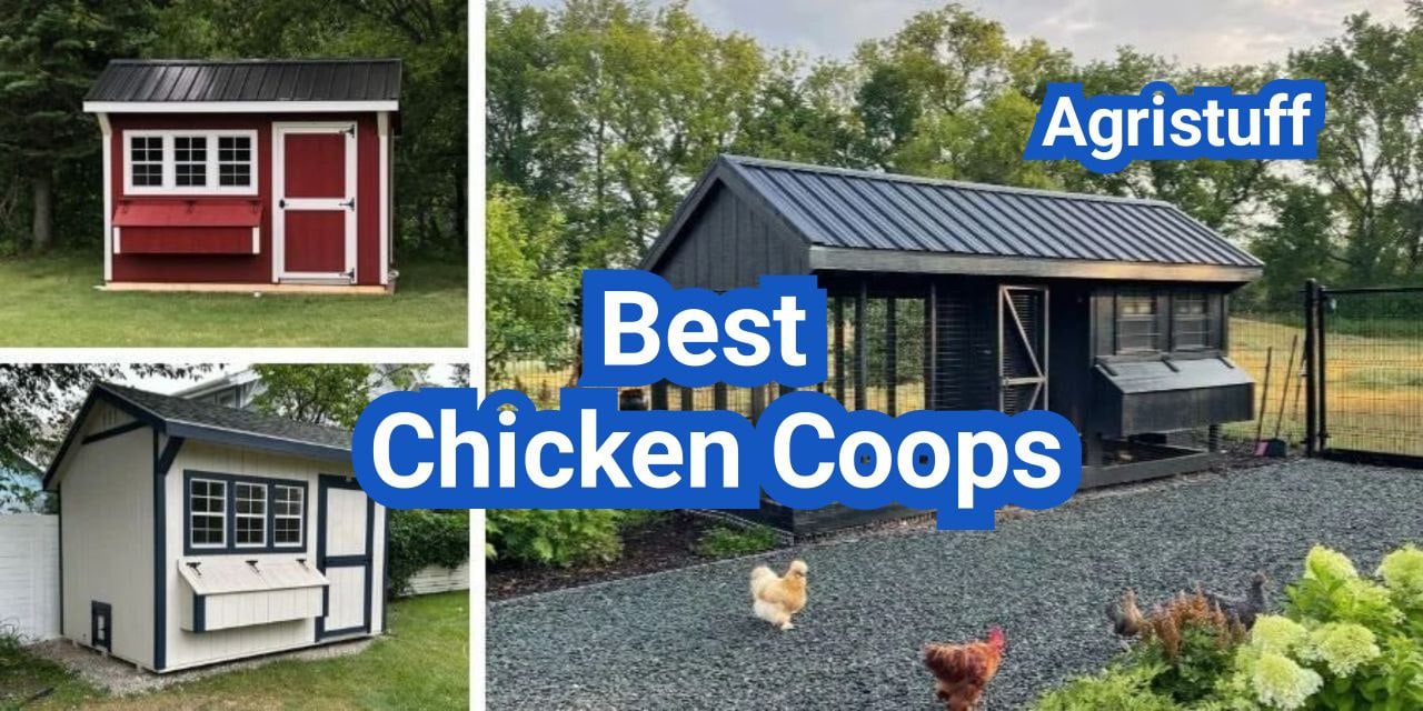 Best Chicken Coops in the U.S.: A Buyer’s Guide by Flock Size