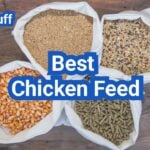 Best Chicken Feed: How To Choose By Age, Purpose And Budget