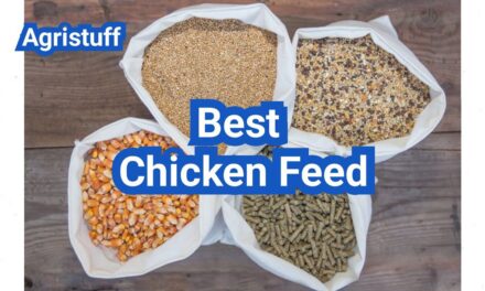 Best Chicken Feed: How To Choose By Age, Purpose And Budget