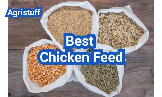 Best Chicken Feed: How To Choose By Age, Purpose And Budget