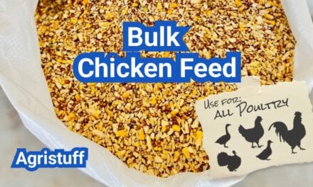 Bulk Chicken Feed: Cost Savings, Storage Tips, and Spoilage Prevention