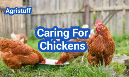 Caring for Chickens: Daily, Weekly, and Monthly Care Checklist