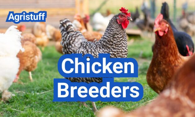 Chicken Breeders In The U.S.: How to Choose Quality Stock and Avoid Scams