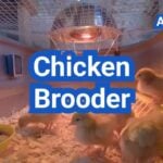 Chicken Brooder Setup: Heat, Bedding, Space, and a 14-Day Checklist