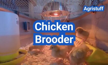 Chicken Brooder Setup: Heat, Bedding, Space, and a 14-Day Checklist