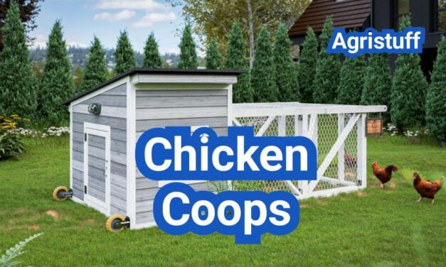 Chicken Coops: Sizes, Ventilation, Materials, and Must-Have Features