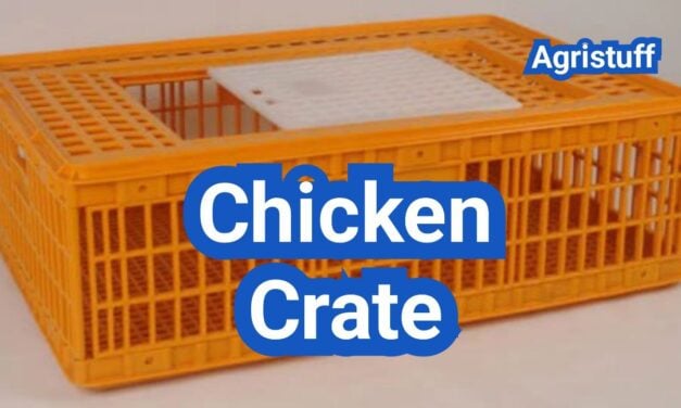 Chicken Crate Basics: Safe Transport, Sizing, and Heat-Stress Prevention