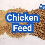 Chicken Feed Explained: Starter, Grower, Layer And When To Switch
