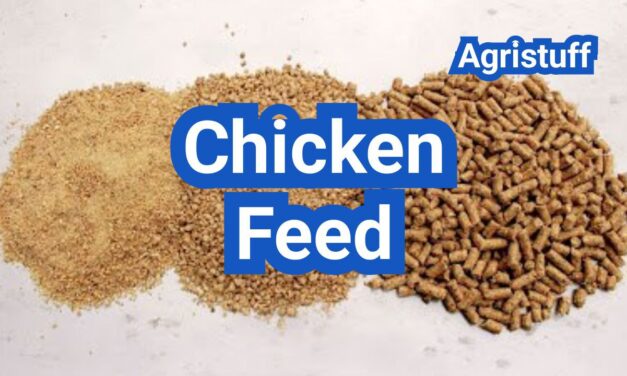 Chicken Feed Explained: Starter, Grower, Layer And When To Switch