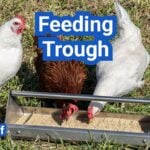 Chicken Feeding Trough: Designs That Cut Waste, Mold And Rodents