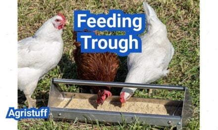 Chicken Feeding Trough: Designs That Cut Waste, Mold And Rodents