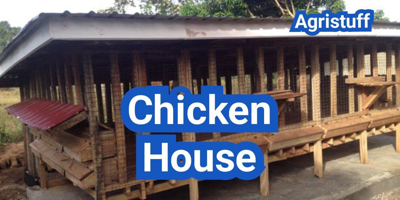 Chicken House Design: Layout, Lighting, And Airflow For Healthier Birds