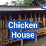 Chicken House Design: Layout, Lighting, And Airflow For Healthier Birds