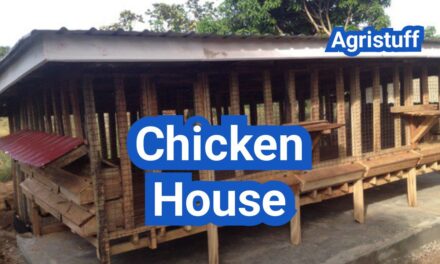 Chicken House Design: Layout, Lighting, And Airflow For Healthier Birds