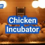 Chicken Incubator Basics: Temperature, Humidity, Turning, and Troubleshooting
