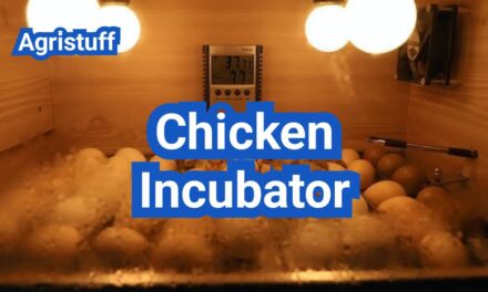 Chicken Incubator Basics: Temperature, Humidity, Turning, and Troubleshooting