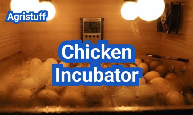 Chicken Incubator Basics: Temperature, Humidity, Turning, and Troubleshooting