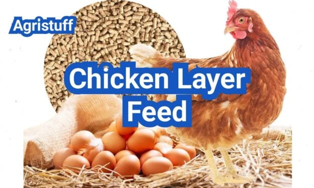 Chicken Layer Feed: Calcium, Protein, and How to Read a Feed Tag