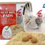 Chicken Nesting Pads: Best Types for Cleaner Eggs and Happier Hens