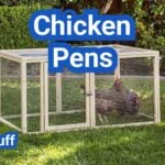 Chicken Pens: When To Use Them, Best Layouts, And Safety Tips