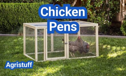 Chicken Pens: When To Use Them, Best Layouts, And Safety Tips