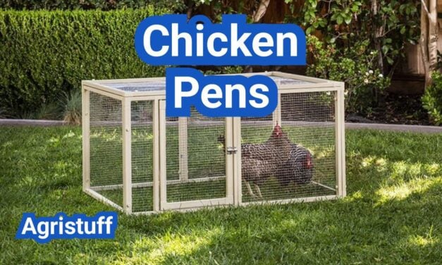Chicken Pens: When To Use Them, Best Layouts, And Safety Tips