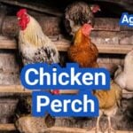 Chicken Perch Setup: Height, Spacing And Materials That Prevent Injuries