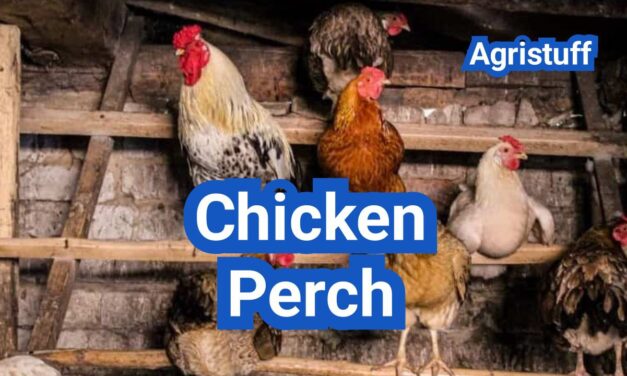 Chicken Perch Setup: Height, Spacing And Materials That Prevent Injuries