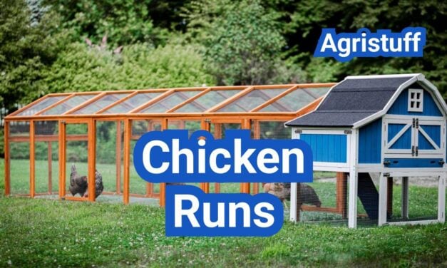 Chicken Runs 101: Predator-Proofing, Shade, and Space Requirements
