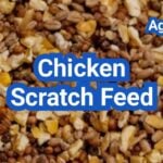 Chicken Scratch Feed: How Much Is Too Much (and Better Treat Options)
