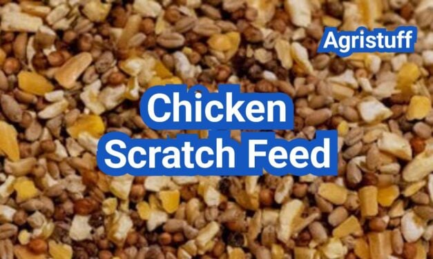 Chicken Scratch Feed: How Much Is Too Much (and Better Treat Options)
