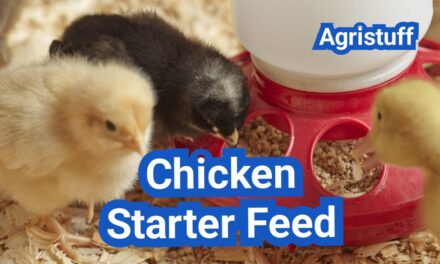 Chicken Starter Feed: Protein Levels, Crumbles vs Mash, and Common Mistakes