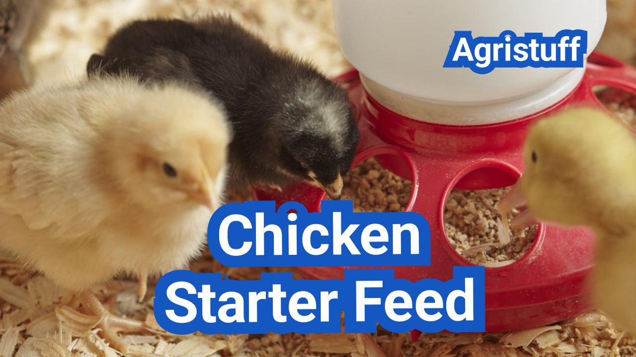 Image showcasing Chicken Starter Feed: Protein Levels, Crumbles Vs Mash, And Common ...