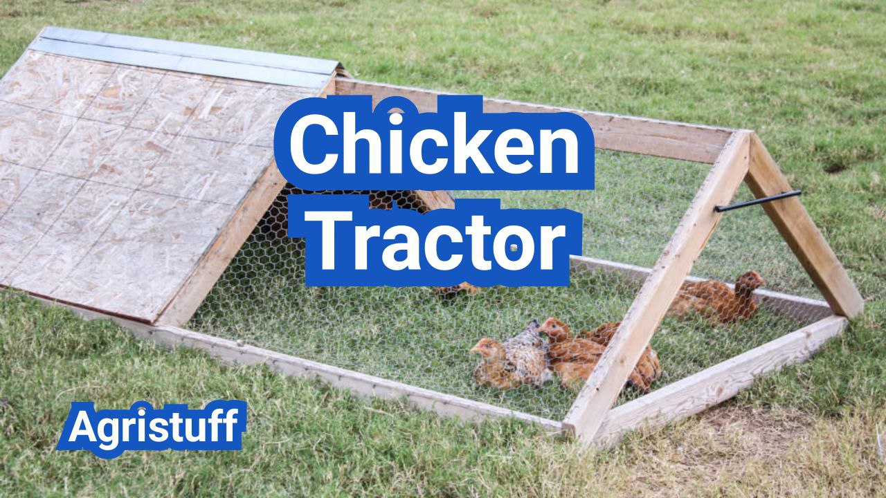 Chicken Tractor Guide: Size, Flooring, Predator Safety And Rotation ...