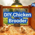 DIY Chicken Brooder: Cheap Builds That Keep Chicks Warm and Safe