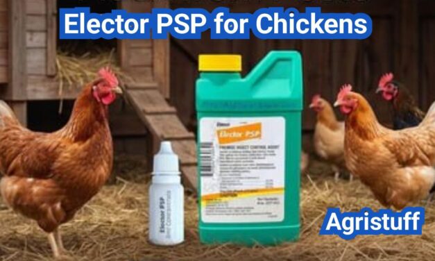 Elector PSP for Chickens: Mite Control Basics and Label-Safe Use Tips
