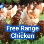 Free-Range Chicken: What It Really Means (and How It Compares to Pasture-Raised)