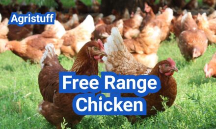 Free-Range Chicken: What It Really Means (and How It Compares to Pasture-Raised)