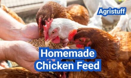 Homemade Chicken Feed: DIY Options That Don’t Crash Egg Production