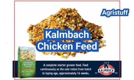 Kalmbach Chicken Feed: Ingredients, Protein Levels, and Who It’s Best For
