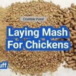 Laying Mash for Chickens: Mash vs Pellets vs Crumbles—Which Wins?
