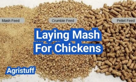 Laying Mash for Chickens: Mash vs Pellets vs Crumbles—Which Wins?