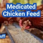 Medicated Chicken Feed: When It Helps, When It Hurts, and Safer Alternatives