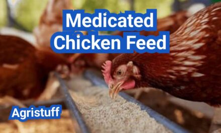Medicated Chicken Feed: When It Helps, When It Hurts, and Safer Alternatives