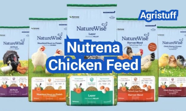 Nutrena Chicken Feed Review: Formulas, Ingredients, and Best Use Cases