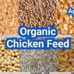 Organic Chicken Feed: What “USDA Organic” Should Mean for Your Flock