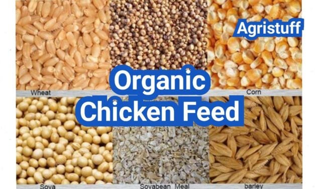 Organic Chicken Feed: What “USDA Organic” Should Mean for Your Flock