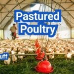 Pastured Poultry System: Stocking Density, Rotation And Profit Basics